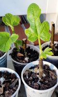 Organic Celeste Honey Sugar Fig Tree in Small Pot, Cold Hardy Ficus carica, Sweet Fruit, Great Producer