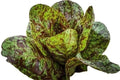 Freckles Romaine Lettuce Seeds - Organic Non-GMO Heirloom Lactuca sativa, 500+ Seeds for Salad, Container Gardening