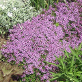 Dwarf Creeping Thyme Seeds - Thymus Serpyllum Ground Cover, Aromatic Perennial Herb, Low Maintenance, Drought Tolerant