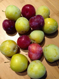 Japanese Red & Yellow Plum Cuttings, Large European Plum Propagation, Prunus salicina & Prunus domestica