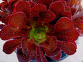 Aeonium Kokino Hybrid Succulent Cuttings - 2 Fresh & Healthy Cuttings, Rare Variety
