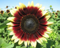 Sunflower Seeds - Pro Cut Red Lemon Variety - Vibrant Red and Yellow Helianthus annuus - Fresh, Non-GMO, Easy to Grow