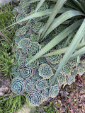 Echeveria Secunda Succulents Cuttings Pack - Lot of 5 Pieces, 3 Inch Wide, Gorgeous Variety