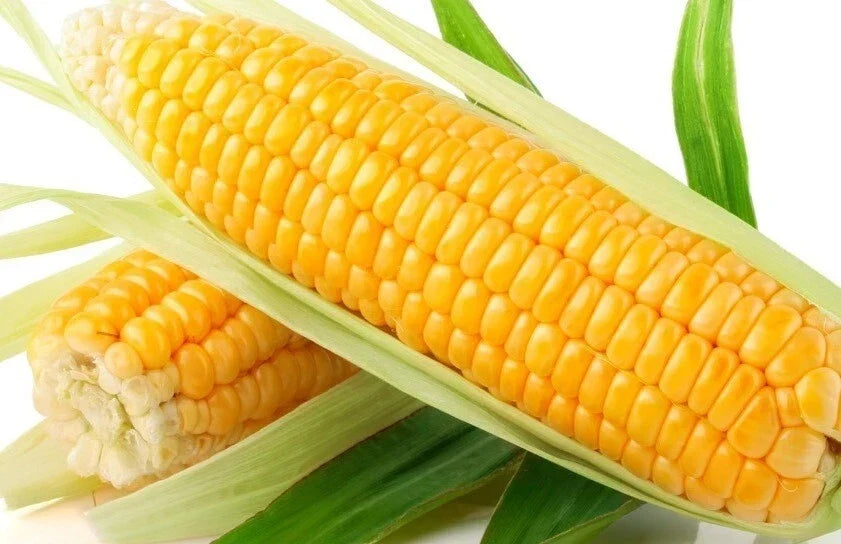 Organic Sweet Golden Bantam Corn Seeds - Heirloom, Non-GMO, 1000+ Zea mays for Home Gardening