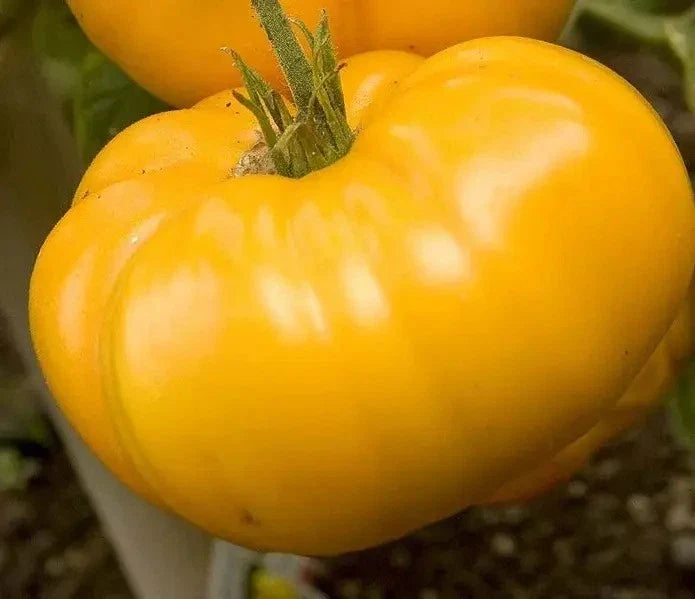 Yellow Brandywine Tomato Seeds - Organic Non-GMO Heirloom Solanum lycopersicum, Bountiful Harvest, Fresh Gardening Seeds