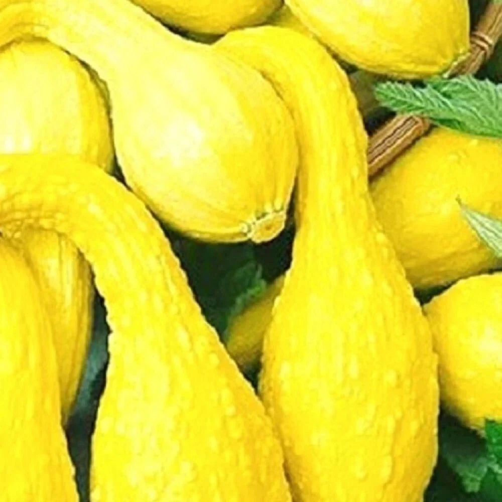 Crookneck Yellow Squash Seeds | Non-GMO Heirloom Organic Vegetable Seeds | Cucurbita pepo