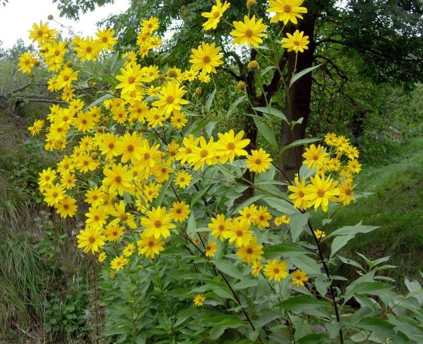 Jerusalem Artichoke Starter Live Plant Helianthus tuberosus Sunchoke Root Vegetable Zone 3-9