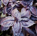 Dark Opal Basil Seeds 400+ Count - Purple Basil Annual Herb Non-GMO