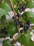 Mustang Grape Seeds - 20+ Seeds - Vitis mustangensis - USA Harvested 10/2024