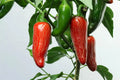 Early Jalapeno Pepper Seeds - 50+ Heirloom Non-GMO Chili Seeds - Capsicum annuum