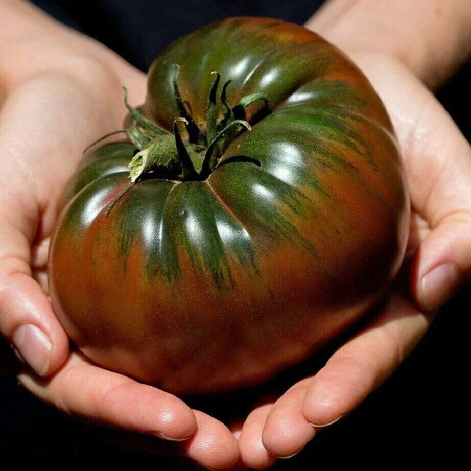 Russian Black Krim Tomato Seeds - 10+ Non-GMO Organic Heirloom Seeds - Fresh Gardening Supply - Solanum lycopersicum
