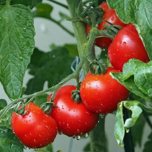 Ace 55 Tomato Seeds - Heirloom, Non-GMO, Organic Vegetable Seeds, Solanum lycopersicum, Bountiful Harvest, Container & Garden