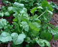 Arugula Seeds - Heirloom Rocket Variety for Wholesale Planting - Eruca sativa, Fast-Growing Leafy Green