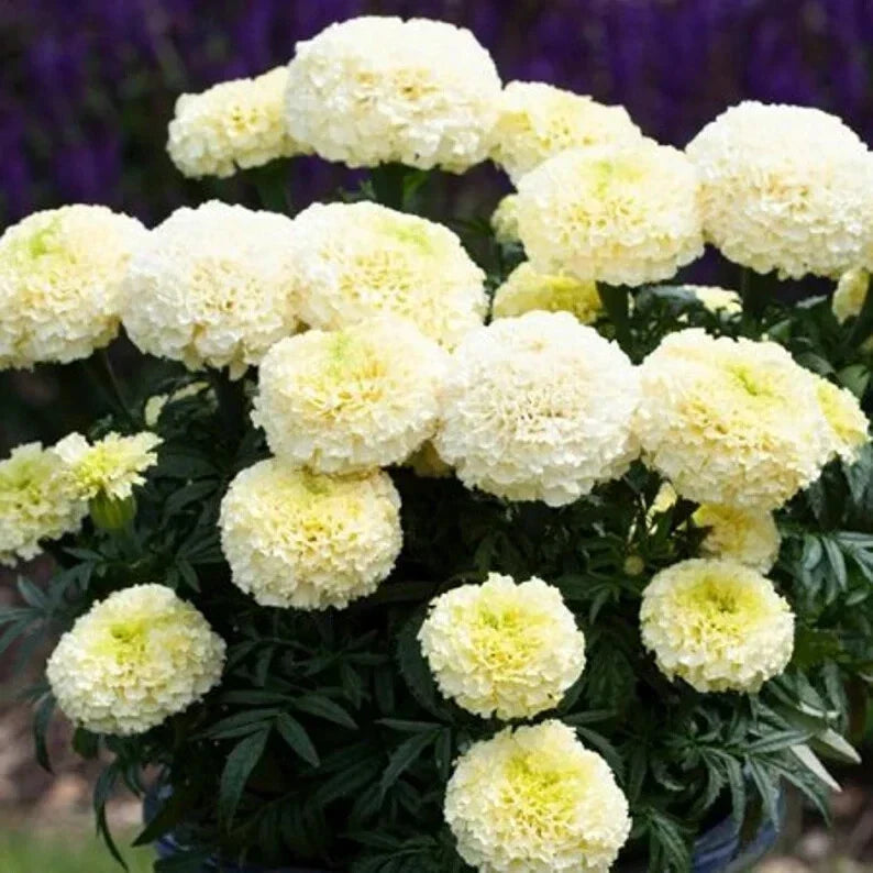 Dwarf White Gold Marigold Seeds - 50 Organic Flower Seeds - Tagetes erecta - USA Grown, Free Shipping