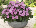 Busy Lizzy Seeds 100 Count, Impatiens Sun & Shade Sea Shell GL, Non-GMO, Impatiens walleriana