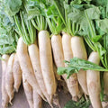 Daikon Radish Seeds 1/4 LB, Extremely Large Variety for Deer Food Plot, Raphanus sativus