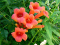 Hummingbird Trumpet Creeper Vine Seeds - Campsis Radicans - Climbing Flower Seeds for Attracting Hummingbirds & Pollinators