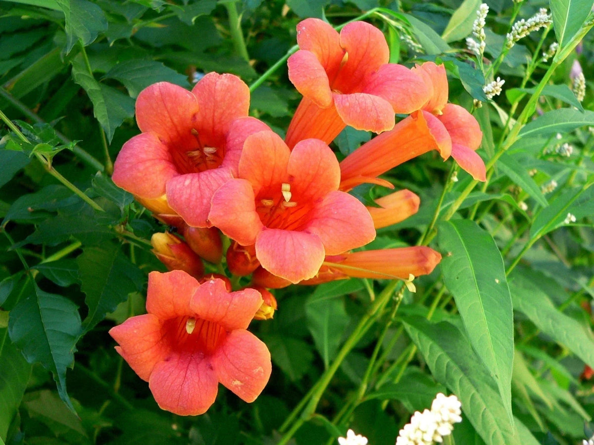 Hummingbird Trumpet Creeper Vine Seeds - Campsis Radicans - Climbing Flower Seeds for Attracting Hummingbirds & Pollinators