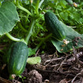Cucumber Seeds Pack of 100 Non-GMO SPACEMASTER 80 Container Gardening, Fast Growing, Cucumis sativus