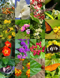 Butterfly Garden Mix Seeds - 500 Wildflower Seeds for Attracting Butterflies - Pollinator-Friendly Native Wildflowers