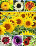 Sunflower Seeds 100+ Colorful Mix Non-GMO for Planting - Helianthus annuus