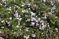 Brunfelsia grandiflora Cutting - Authentic Chiric Sanango Plant - Rare Tropical Variety for Gardening or Landscaping