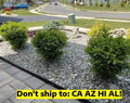 Wintergreen Boxwood Shrub in 1 Gal Pot | Outdoor Evergreen Garden Plant | Buxus sinica var. insularis