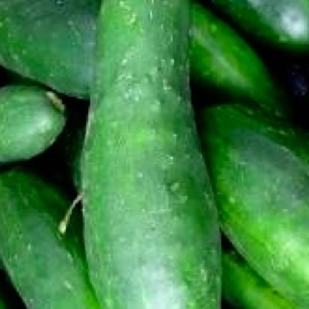 Ashley Cucumber Seeds - Heirloom NON-GMO Organic Cucumis sativus for Home Garden, Salad & Pickling