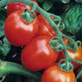Italian Roma Tomato Seeds - Heirloom Non-GMO Organic Vegetable Seeds for Home Garden, Canning & Cooking