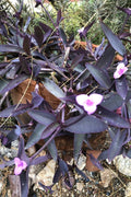 Wandering Jew Cuttings - 10 Organic Purple Heart Tradescantia Pallida Plant Propagation Material