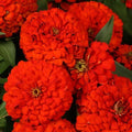 Zinnia Seeds - 100+ Magellan Scarlet Variety for Garden Planting - Zinnia elegans - USA