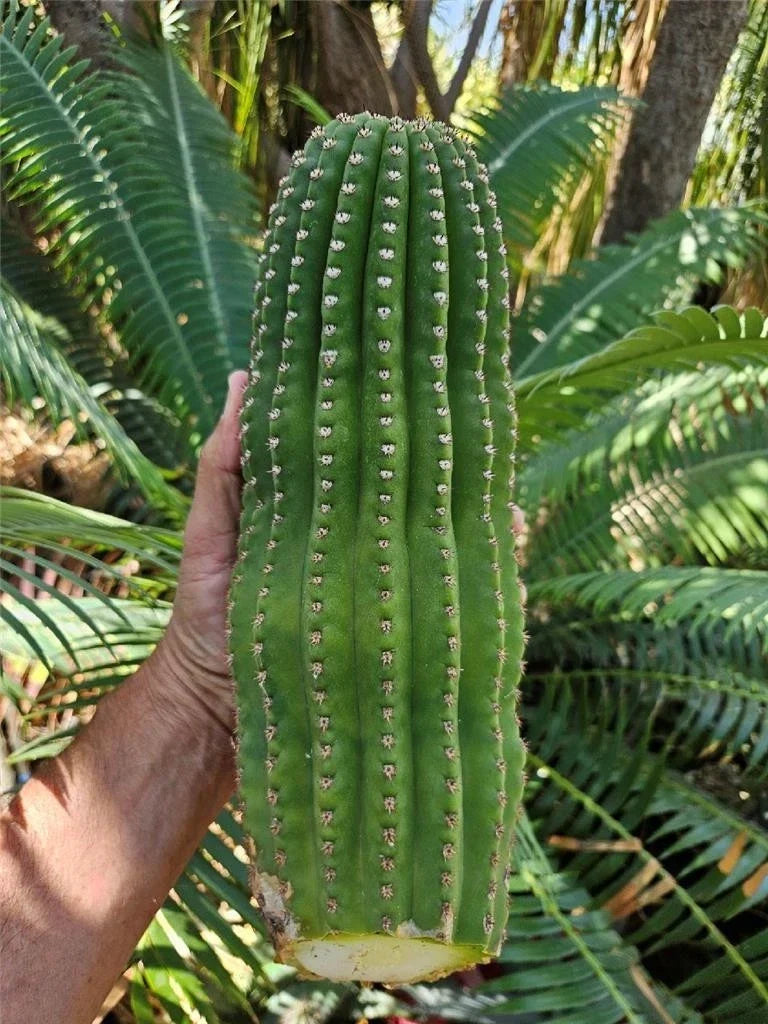 Echinopsis Hybrid Riverside Cutting - Large Unrooted 12x4 Inch, 4 Pound, Cactus Plant, Ideal for Propagation