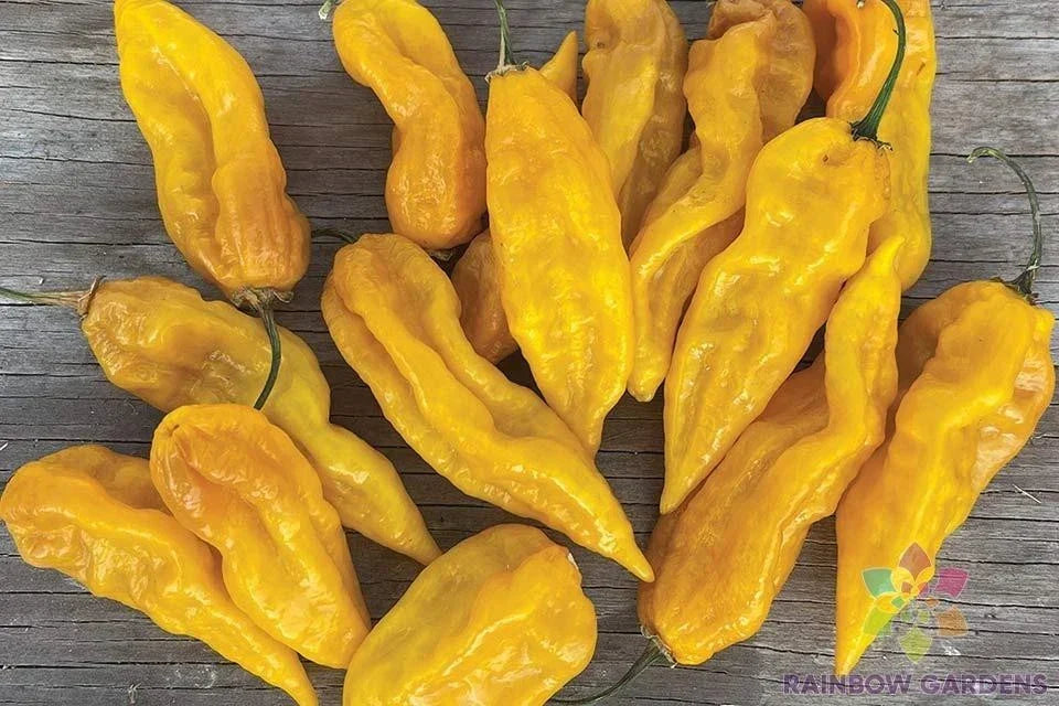 Fatalii Hot Pepper Seeds - 25+ USA Grown Capsicum chinense Seeds