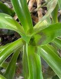 Basket Plant Cuttings 5 Pieces Green Callisia Fragrans 4”-6" - Easy Care Indoor Plant for Home Decor