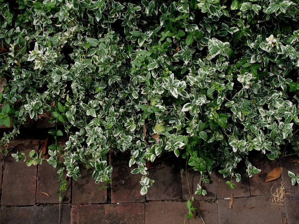 Winter Creeper Euonymus Cuttings Set of 12, Variegated Blonde Foliage, Ground Cover, Landscaping, Euonymus fortunei