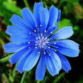 Chicory Seeds Non-GMO 300-6000 Cichorium intybus for Gardens, Salad, Coffee Substitute, High Germination Rate