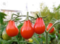 Red Pear Tomato Seeds - 100 Non-GMO Heirloom Seeds for Juicy, Sweet, Pear-Shaped Tomatoes - Solanum lycopersicum