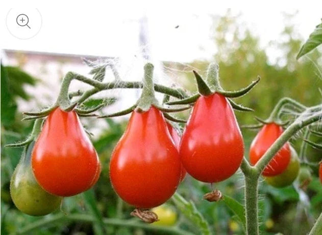 Red Pear Tomato Seeds - 100 Non-GMO Heirloom Seeds for Juicy, Sweet, Pear-Shaped Tomatoes - Solanum lycopersicum