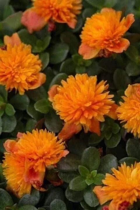 Double Orange Portulaca Oleracea - Purslane Plant - Vibrant Succulent Ground Cover - US Seller