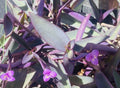 Tradescantia Pallida Clippings - 15 Purple Heart Cuttings for Plant Propagation