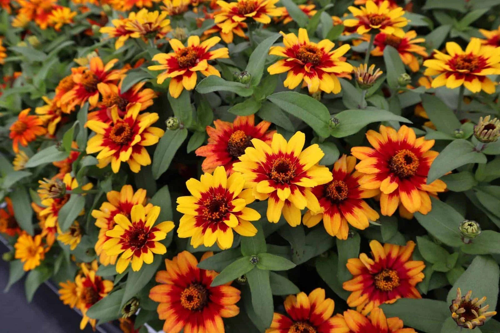 Profusion Red-Yellow Bicolor Zinnia Seeds - 100+ Pack - Zinnia elegans - Garden Flowers - USA Free Shipping
