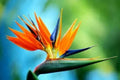 Bird of Paradise Seeds – 5 Seeds, Strelitzia Reginae, Exotic Tropical Flower, Rare Gardening Seeds
