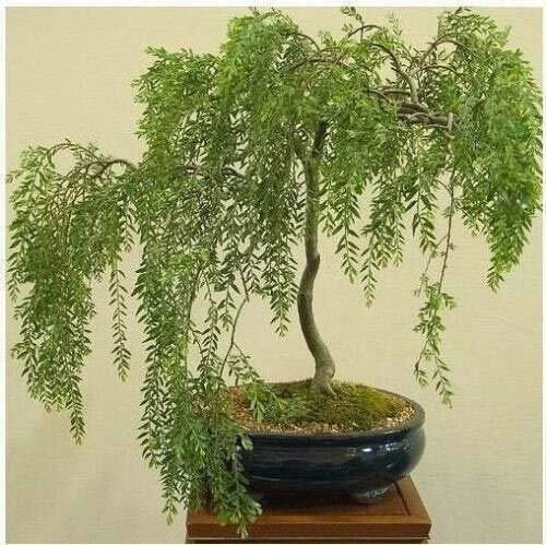 Bonsai Tree Cutting - Australian Willow, Thick Trunk, Fast Growing, Salix babylonica