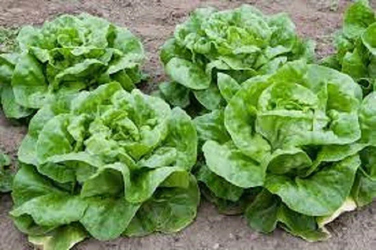 Premium Buttercrunch Leaf Lettuce Seeds - Fresh Organic Heirloom Variety - Non-GMO, Great for Home Gardening