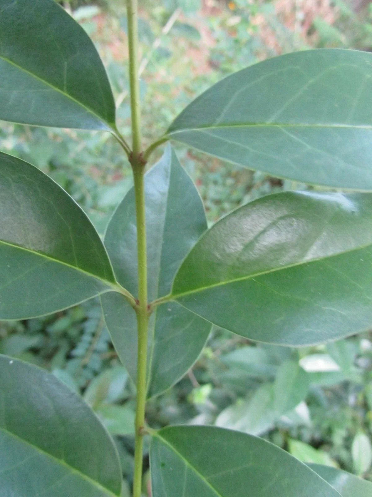 7 Cuttings Ligustrum Japonicum Japanese Privet - Evergreen Shrub 6-8'' Long