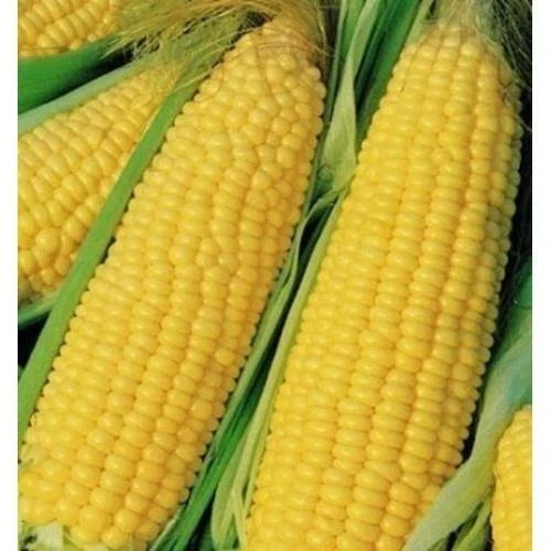Heirloom Yellow Corn Seeds 25 Pack – Non-GMO Zea mays for Vegetable Garden, Sweet & Juicy Ears