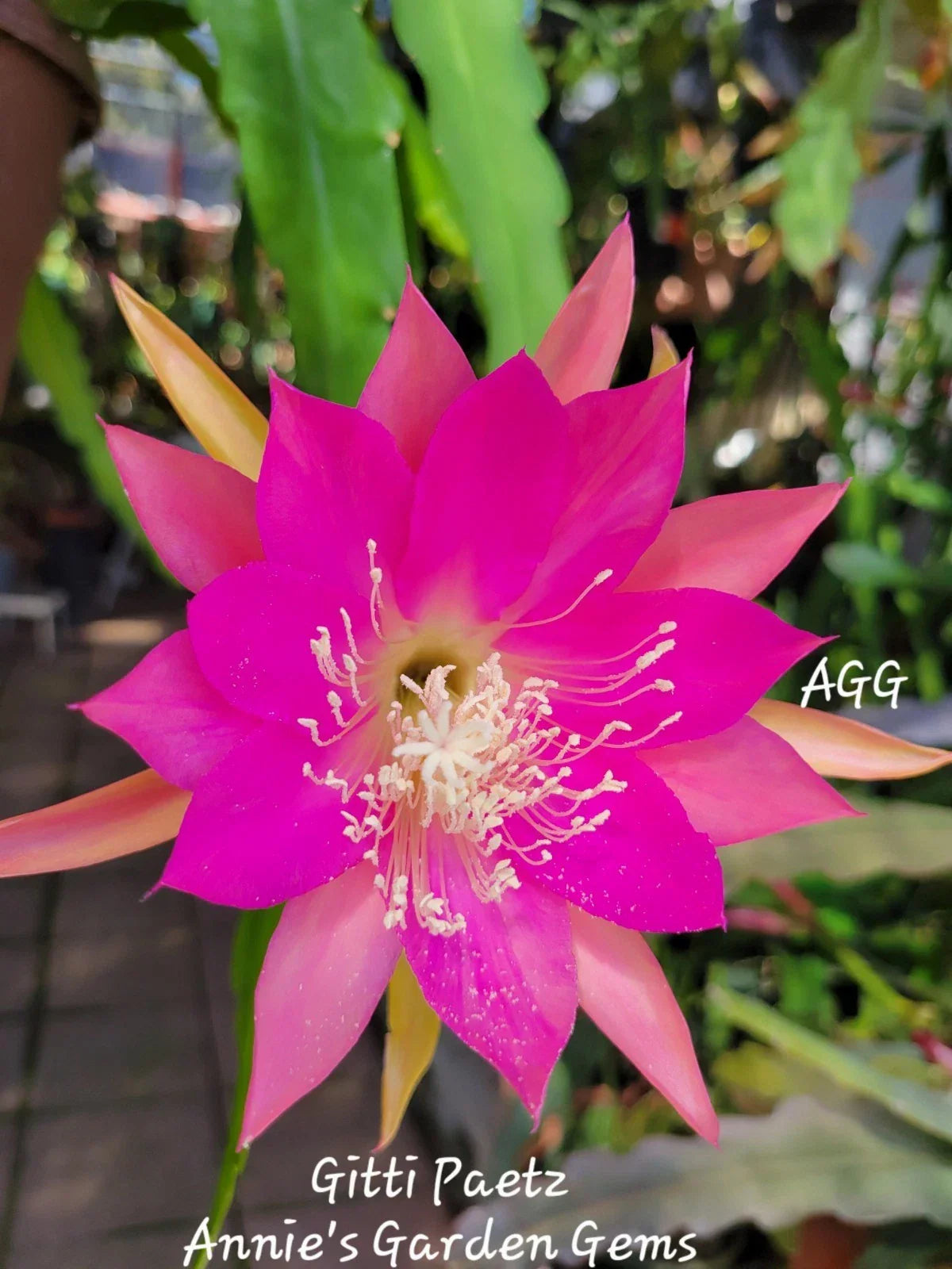 Epiphyllum Gitti Paetz Unrooted Cuttings - Orchid Cactus - 8-10 Inches Long - Exotic Succulent Plant for Propagation