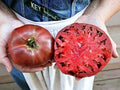 Cherokee Purple Tomato Seeds - Heirloom Non-GMO - 10+ Fresh Solanum lycopersicum Seeds for Home Garden, Juicy, Dark Pink to Purple Fruits