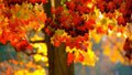 Norway Maple Tree Seeds - 20 Count Acer platanoides Fall Foliage Seeds for Landscaping and Garden
