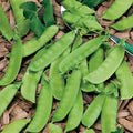 Snow Pea Seeds - 20+ Seeds, Chinese Sugar Snap Pod, Mammoth Melting Sugar Pod Pea, USA